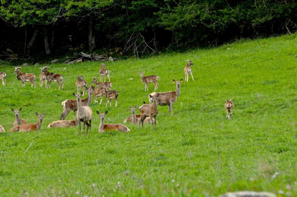 Agriturismo Il Passeggere Villa Bruscoli Dış mekan fotoğraf